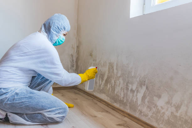 Licensed Mold Remediation service in Bridgewater, NJ - 24 Hour Mold Removal